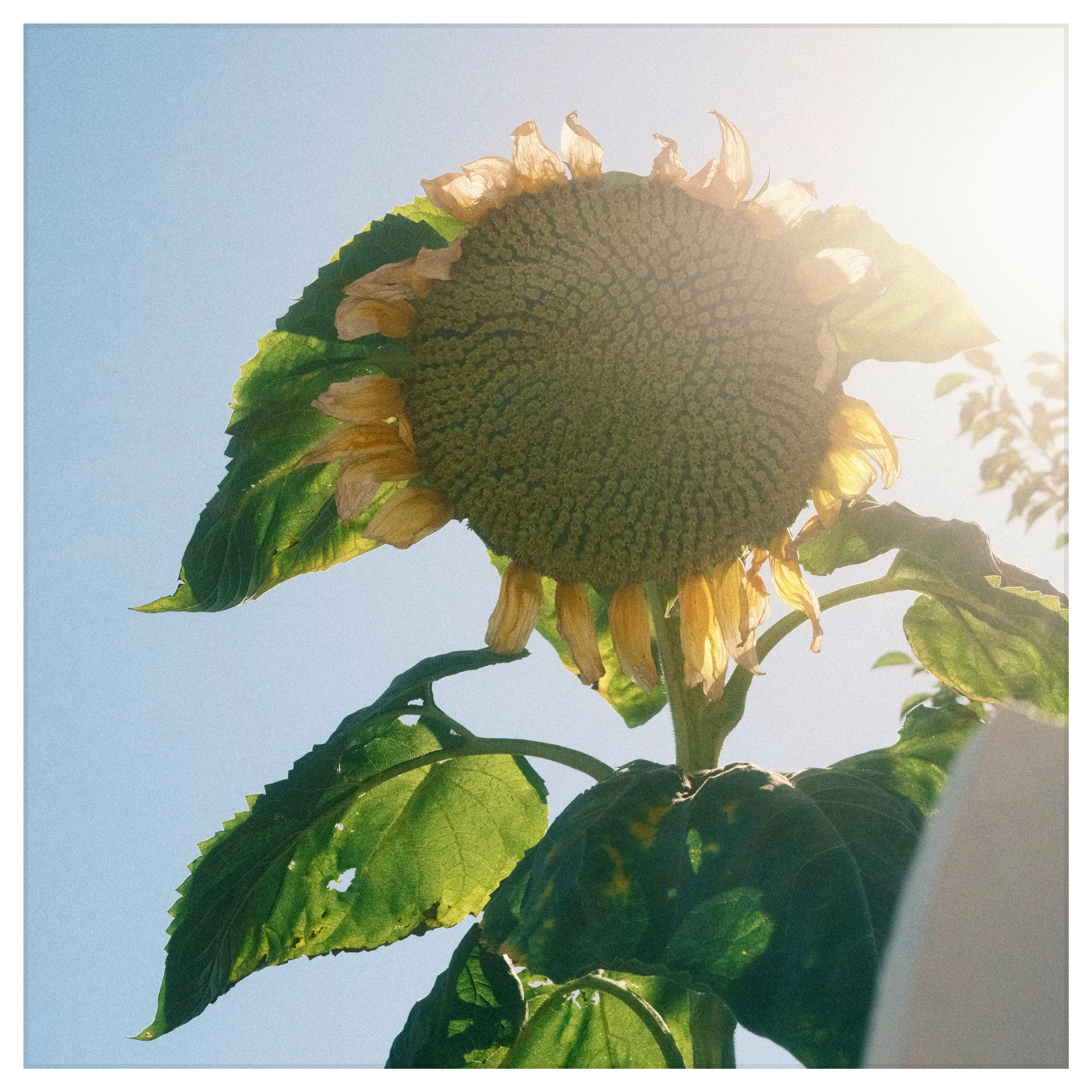 backlit sunflower photo