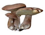 mushrooms-realistic